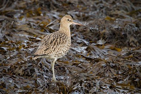 Eurasian Curlew Pictures and Photos - Photography - Bird | Wildlife | Nature - Christopher Taylor