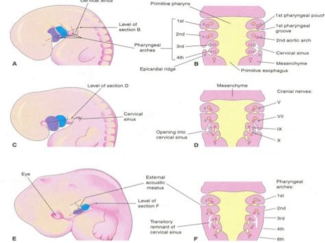 Embryology of branchial arches applied anatomy by osama elhamzawy