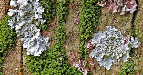 Beautiful Palm Tree Fungus and Moss Photograph by Diann Fisher - Fine Art America