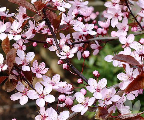 Prunus cerasifera 'nigra' - Black Ornamental Plum - Trees - Speciality ...