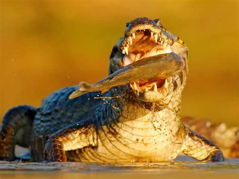 Hunting Crocodile in South Africa - Somerby Safaris