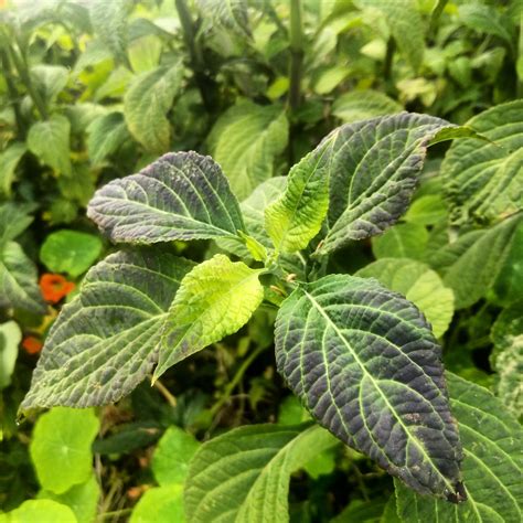 Salvia divinorum. : druggardening