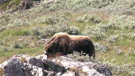 Musk ox Hunting in Greenland - YouTube