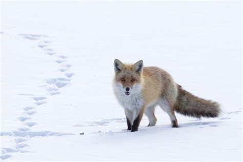 Fox Tracks | How to Identify Fox Footprints - All Things Foxes