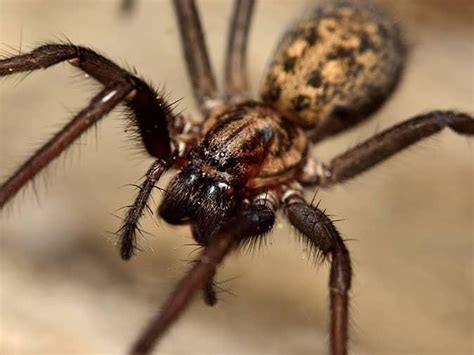 Types Of Spiders, Treatments & Prevention Tips For Colorado Residents