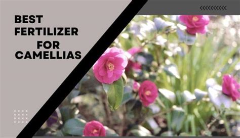 5 Best Fertilizer for Camellias | Recommendations