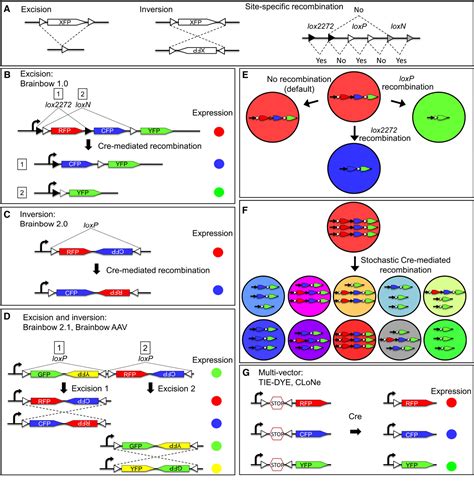 Figure 1 from Brainbow: New Resources and Emerging Biological Applications for Multicolor ...