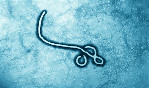 Researchers Unlock the Biomechanics of How the Ebola Virus Attaches to Its Host Cell | Lehigh ...