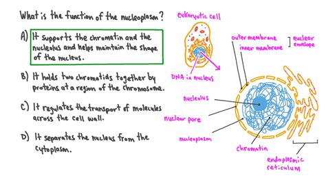 Question Video: Describing the Function of the Nucleoplasm | Nagwa