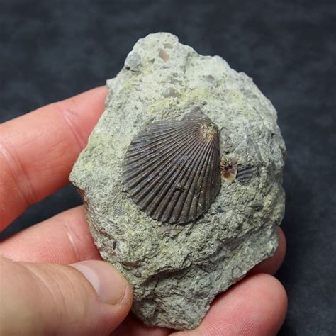 Bivalve Chlamys biarritzensis Fossil Natural Fossilien Spain Miocene | Fossils, Fossil, Invertebrate