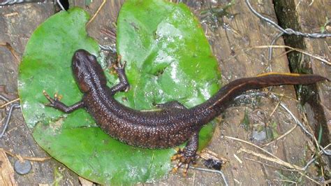 Rare newts discovered living by Gloucester and Sharpness Canal - BBC News