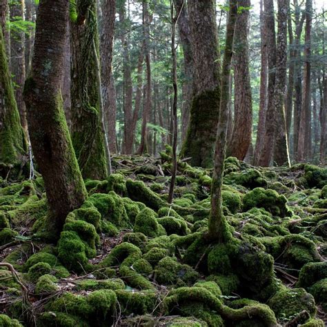 Aokigahara National Forest — Forest Review | Condé Nast Traveler ...