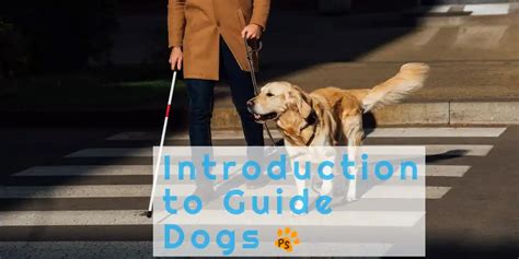 Introduction To Guide Dogs - Pets Scribe