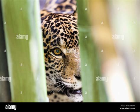 Jaguar hunting prey behind bamboo shoots in the wild Stock Photo - Alamy