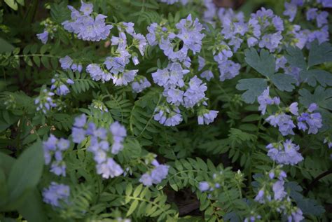 A Visual Guide to Jacob's Ladder: A Delicate Shade-Loving Perennial