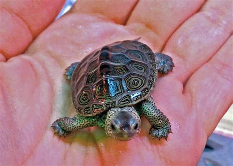 SoundWaters provides permanent home for rescued diamondback terrapins - SoundWaters