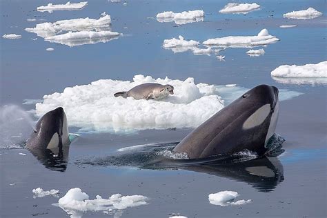 Astounding Facts About Killer Whales You Would Love To Know - WorldAtlas