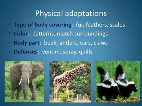 Animal adaptations introduction