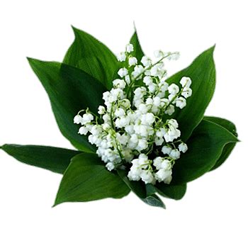 Lily of the Valley Bouquet transparent PNG - StickPNG