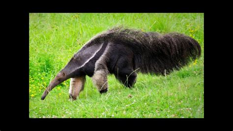 anteater meme - YouTube