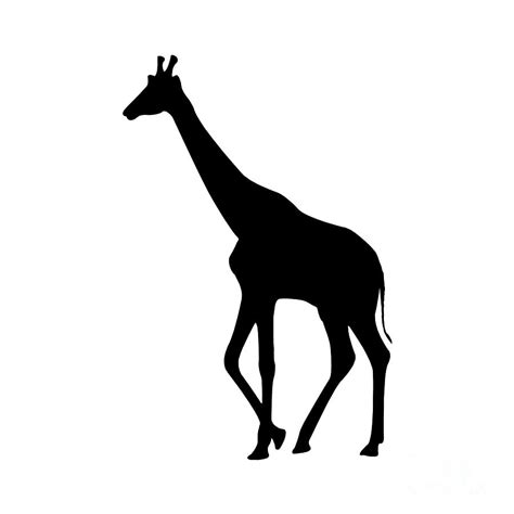 Giraffe In Black And White Digital Art by Jackie Farnsworth