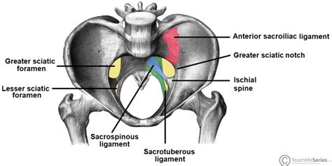 The Greater Sciatic Foramen and Lesser Sciatic Foramen - TeachMeAnatomy