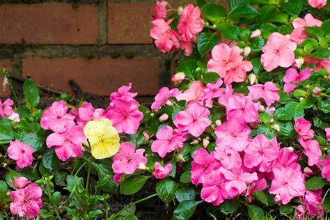 Bizzie Lizzies I | I'm very pleased with these flowers which… | Flickr