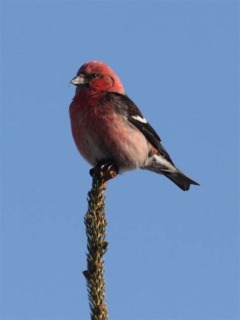 White-winged Crossbill "Loxia leucoptera" | Boreal Songbird Initiative