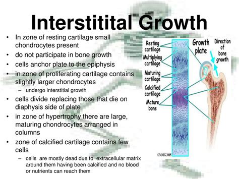 PPT - OSSEOUS TISSUE PowerPoint Presentation, free download - ID:2754334