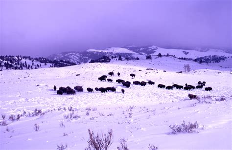 Wild Bison in the American West | Saving Earth | Encyclopedia Britannica