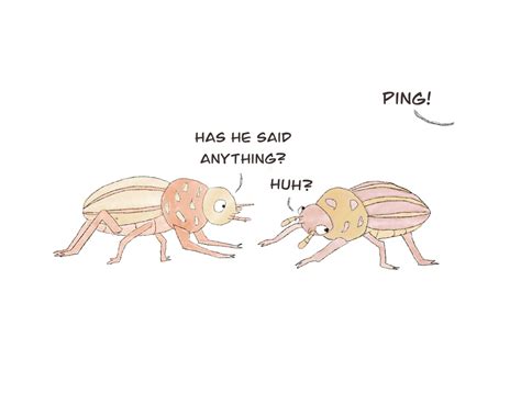 Fun Facts About Love Bugs | The New Yorker