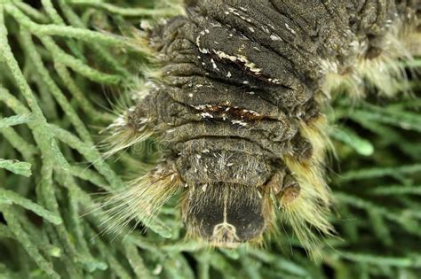 Cypress Silk Moth or Greek Silk Moth. Larva (caterpillar) Stock Photo ...