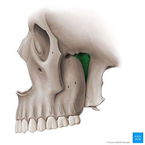 Pterygopalatine fossa: Anatomy, contents and gateways | Kenhub