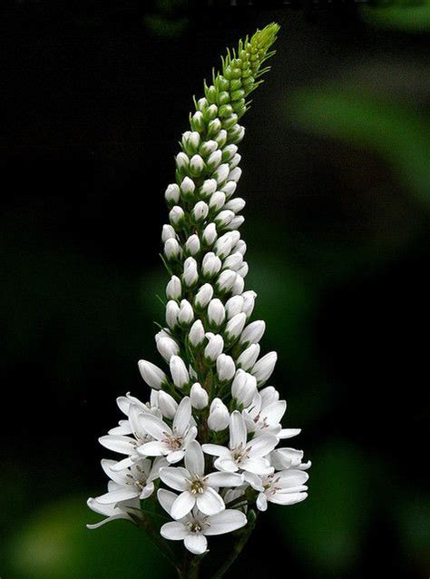 Lysimachia clethroides #2 | White gardens, Colorful garden, Beautiful flowers