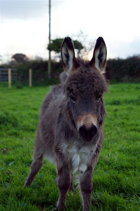 Grey Baby Donkey Foal in Field, Photographic Print, Miniature Mediterranean Donkey, Farm Animal ...