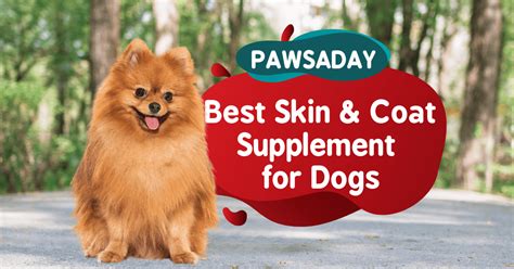 10 Best Skin and Coat Supplement for Dogs - Vet Approved