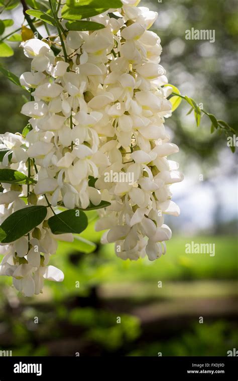 Wisteria tree hi-res stock photography and images - Alamy