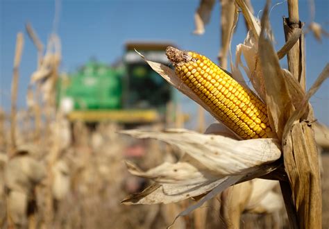 Russia begins corn deliveries to southern Africa - Russia Beyond