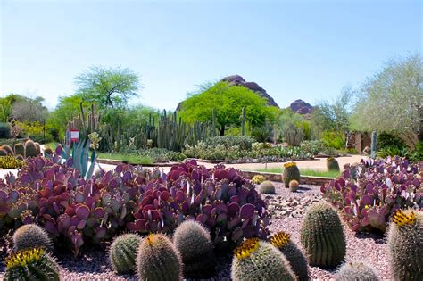 Desert Botanical Garden Phoenix Jobs | Fasci Garden