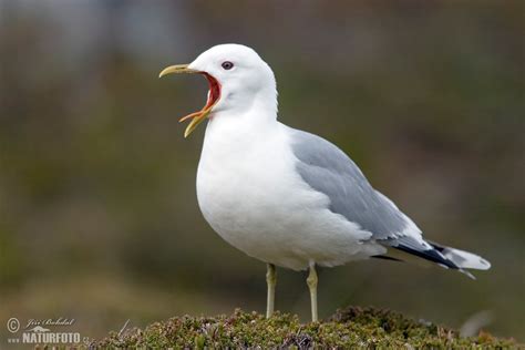 Common Gull Photos, Common Gull Images, Nature Wildlife Pictures | NaturePhoto