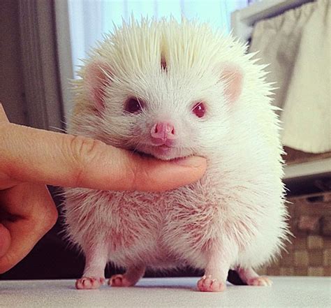 Meet Japan’s adorable albino hedgehog