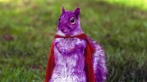 The Ultimate Purple Squirrel | SourceCon