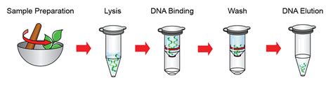 Genomic DNA Isolation Kit (Plant) – GeneDireX, Inc.