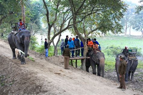 Experience Jungle Safari in Kaziranga, Pobitora - 8N /9D Itinerary for ...