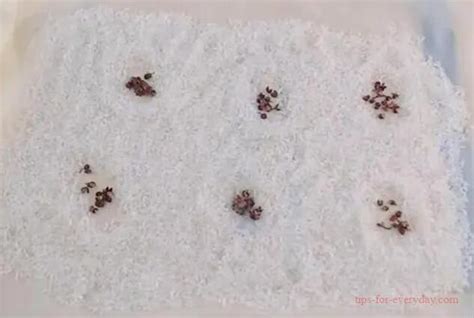 What to do if there are worms in the rice？ - Tips For Everyday