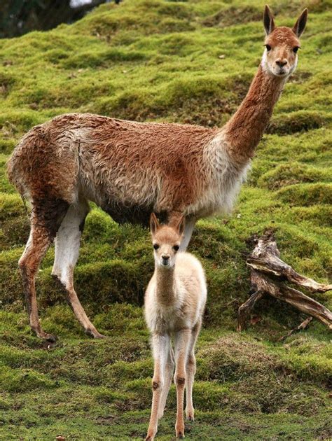 Vicuna | Zooborns, Animals wild, Animals beautiful