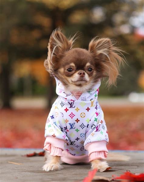 Teacup Chihuahua Clothes: The Ultimate Guide For Owners - Chihuahuas Blog