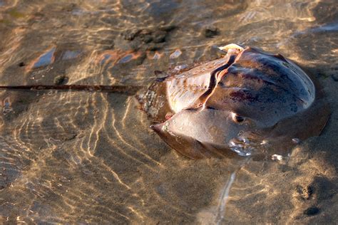 Horseshoe Crab | Learn With the South Carolina Aquarium