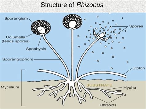 Rhizopus Hyphae Slide