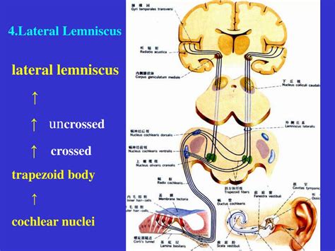 PPT - BRAIN DIVISION PowerPoint Presentation, free download - ID:4473224